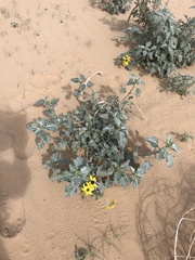 Helianthus niveus tephrodes