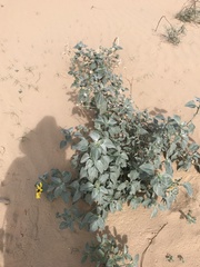 Helianthus niveus tephrodes