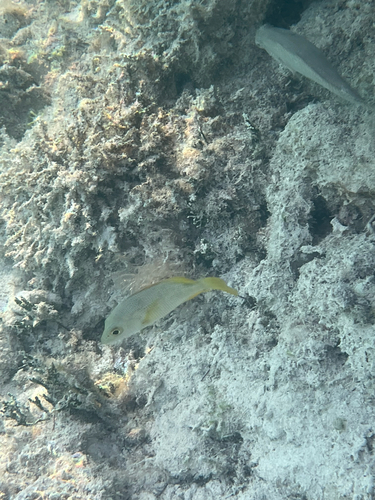Lutjanus apodus