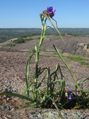 Tradescantia gigantea