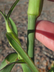 Tradescantia gigantea