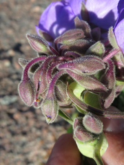 Tradescantia gigantea