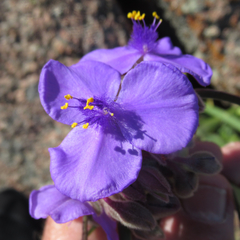 Tradescantia gigantea