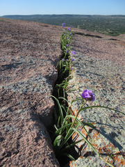 Tradescantia gigantea