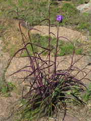 Tradescantia gigantea