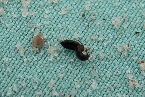 Aleochara obscurella