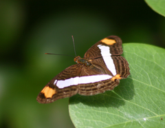 Adelpha basiloides