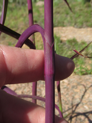 Tradescantia gigantea