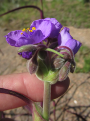 Tradescantia gigantea