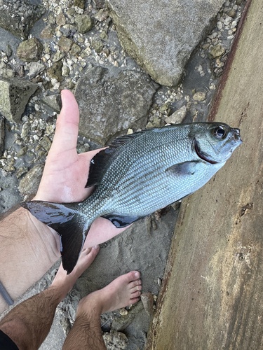 Bermuda sea chub (Kyphosus bigibbus) — Kyphosidae — 3