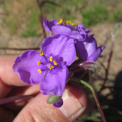 Tradescantia gigantea