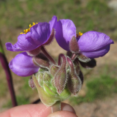 Tradescantia gigantea