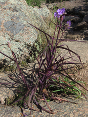 Tradescantia gigantea