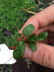 Veronica serpyllifolia
