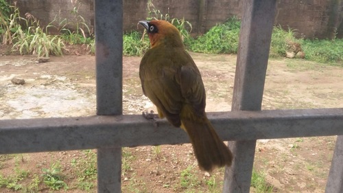 Olive-naped Weaver (Ploceus brachypterus), photo 9