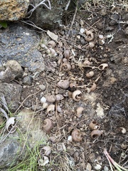 Xerarionta intercisa