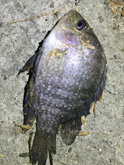 Herichthys carpintis