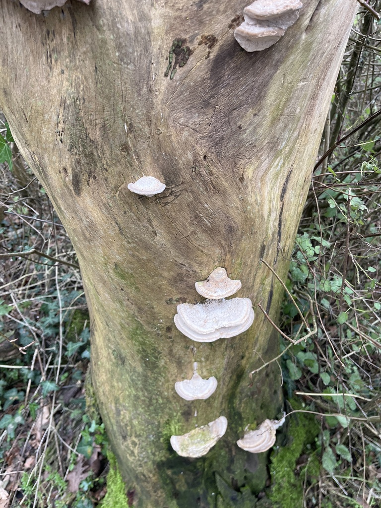 Trametes gibbosa · December 2025 · photo: © elliotgreiner (iNaturalist, cc-by)