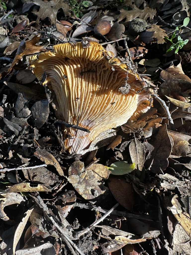 Cantharellus californicus · December 2025 · photo: © katrinamccollough (iNaturalist, cc0)