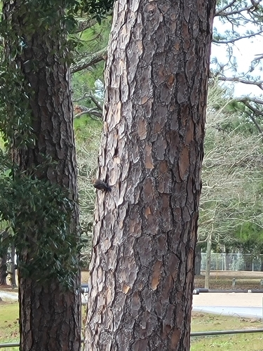 Eastern Bluebird photographed in Alabama