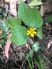 Hymenostephium quitensis