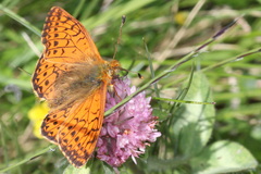 Boloria napaea