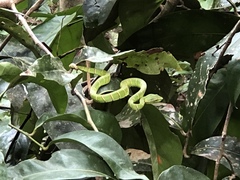 Tropidolaemus subannulatus