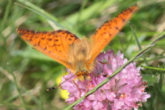 Boloria napaea