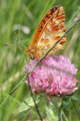 Boloria napaea