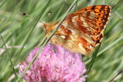 Boloria napaea