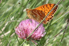 Boloria napaea