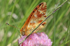 Boloria napaea