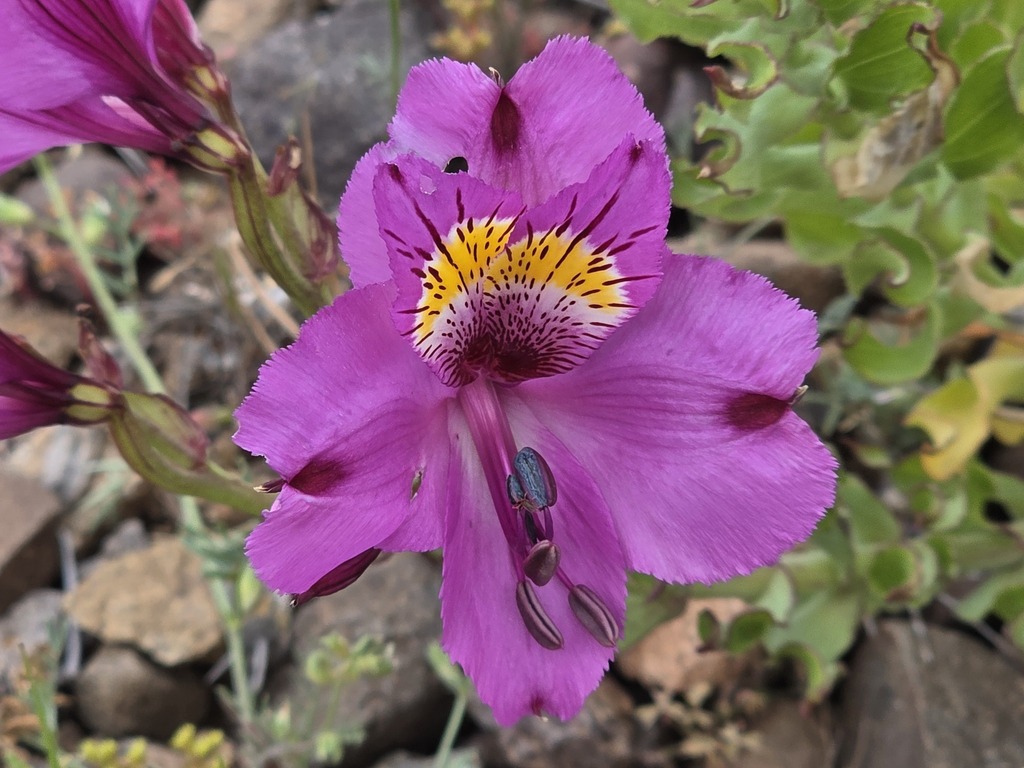 Alstroemeria philippii (Alstroemeria philippii)