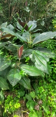 Miconia calvescens, recorded fruiting