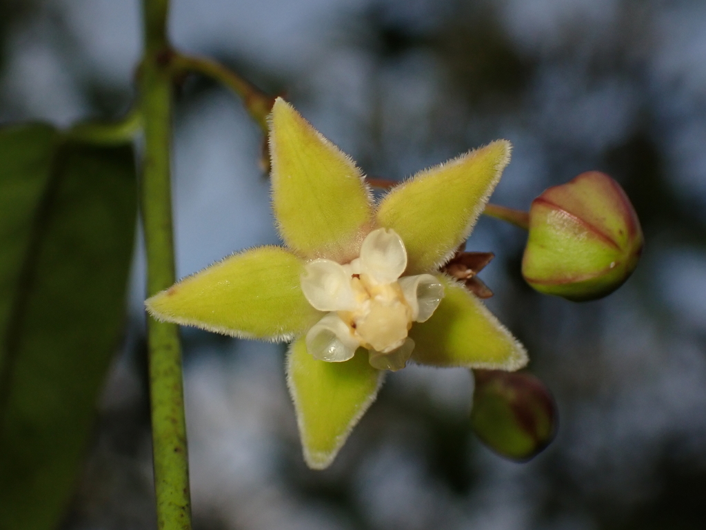 Blepharodon pictus