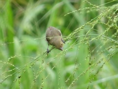 Sporophila luctuosa