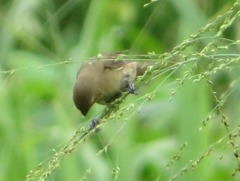 Sporophila luctuosa