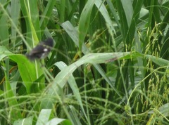 Sporophila luctuosa