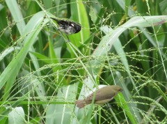 Sporophila luctuosa