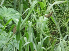 Sporophila luctuosa