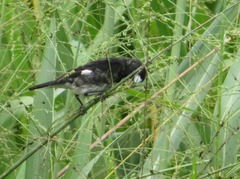 Sporophila luctuosa