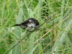 Sporophila luctuosa