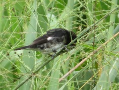Sporophila luctuosa