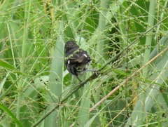 Sporophila luctuosa