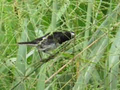 Sporophila luctuosa