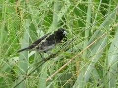 Sporophila luctuosa