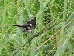 Sporophila luctuosa