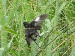 Sporophila luctuosa