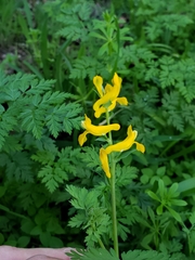 Corydalis curvisiliqua