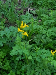 Corydalis curvisiliqua